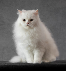 White persian cat posing in studio portrait