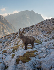 Alpine Ibex in the Julian Alps mountains