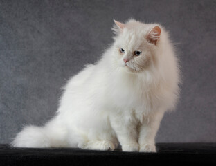white persian cat posing for portraitº