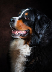 Head of Bearnese mountain dog