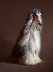 Afghan hound posing fot portrait