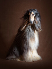 afghan hound seated in studio