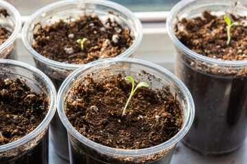 Plastic cups with seedlings in the sun by the window