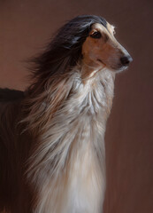 afghan hound face in the wind