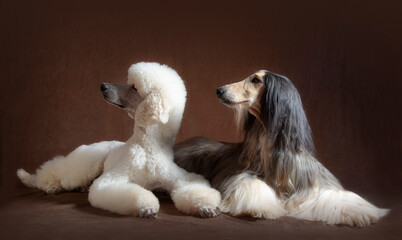 One Afghan Hound and a Giant Poodle posing at camera