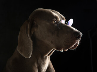 weimaraner with glasses