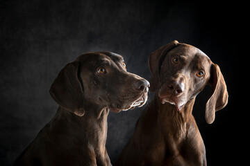 Two german pointer looking each other in studio