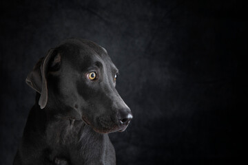 black german pointer dog portrait with yellow eyes