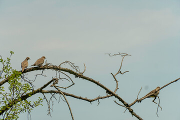 Three doves sit on a prickly tree branch