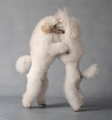 two poodle holding each other