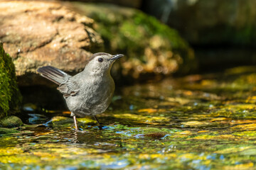 Gray catbird perched by a stream