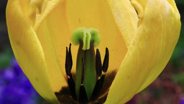 Side view of a yellow tulip head
