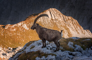 Alpine Ibex in the Julian Alps mountains