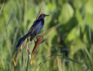 Beautiful male grackle on a cattail
