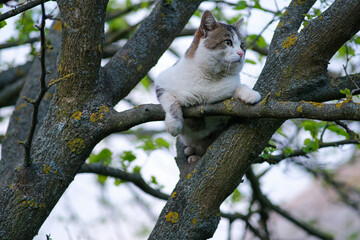 The cat is sitting on a tree. 