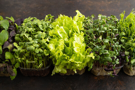 Set of boxes with microgreen sprouts of purple and green basil, sunflower, radish, lettuce on black concrete background. Side view.