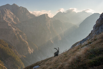 Alpine Ibex in the Julian Alps mountains - obrazy, fototapety, plakaty