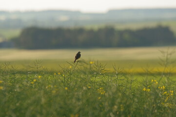 Ptak siedzący na rzepaku wiosną. - obrazy, fototapety, plakaty