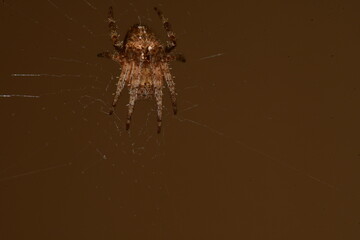 ARAÑA