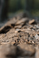 close up of wood in the forest 