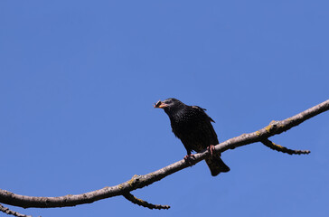 A starling with prey in its beak sits on a branch against a blue sky