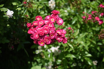5月のバラ園の光景
