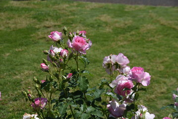5月のバラ園の光景