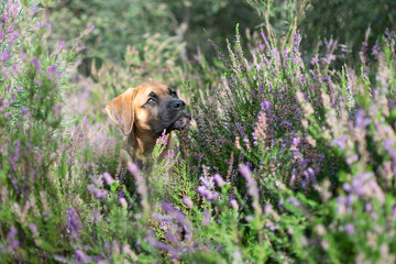 A Puppy In The Heath