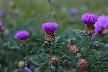 pink thistle flowers in the yard on a cloudy day