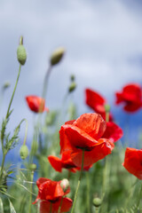 Obraz premium Bright flowers of red poppies among other wild plants