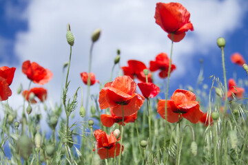 Bright flowers of red poppies among other wild plants