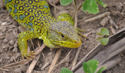 Sardão com manchas azuis e vedes parado num trilho de campo a apanhar sol, largato