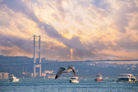 Seagull near Bosphorus Bridge in Istanbul with cloudy sky - Istanbul, Turkey. Bosphorus Bridge, Arnavutk&ouml;y district and Ortak&ouml;y at morning - Seagull flying over the sea - Istanbul - Turkey