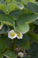 White flowers on strawberry bushes close up