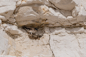 House martin birds, delichon urbicum, building nest cups from mud in gaps on the chalk cliffs, Yorkshire