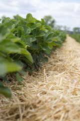 Strawberry bushes neatly lined with hay on a field prepared for the self-harvest season