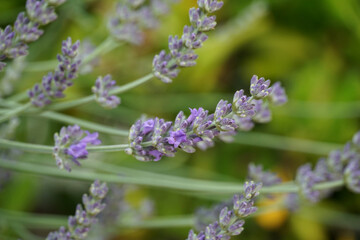 Lavender flowering twig on green blurred background