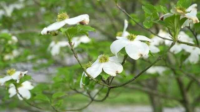 White Dogwood (Cornus kousa)
