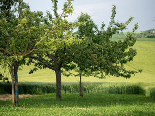Baumgrundst&uuml;ck im Fr&uuml;hjahr