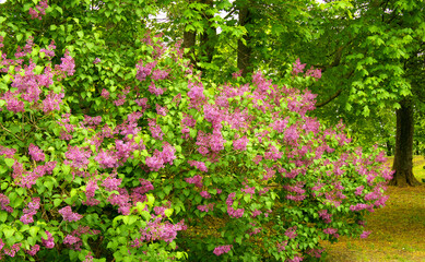 Blooming lilac bushes in the park. Selective sharpness.