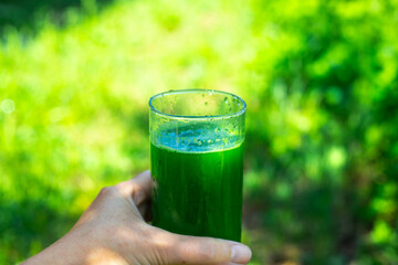 A glass with a green drink with chlorophyll, made from fresh leafy green plants in a woman's hand....