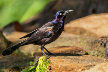 Boat-tailed grackle 