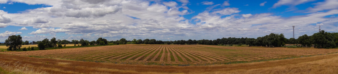 Fototapeta na wymiar panorama view of farmland in sacramento valley with stripped field with hay drying 
