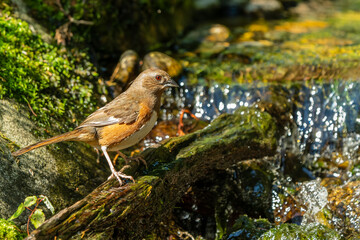 Female eastern towhee perched next to a stream
