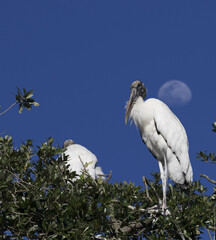 Blue sky and moon highlight treetop wood stork in St. Augustine, Florida, United States