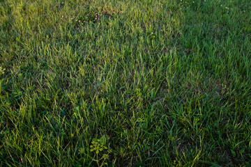 Field of mown green grass, top view. The texture of the mown green grass, close up. Background from trimmed lawn for post, screensaver, wallpaper, postcard, poster, banner, cover, website