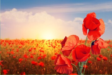 Poppy field in full bloom against sunlight. Field of red poppys. Remembrance Day, Memorial Day, - obrazy, fototapety, plakaty