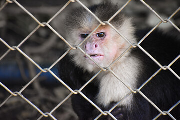 animal, mamífero, macaca, fauna, inhospitalario, zoo, naturaleza, cara, bebé, enjaular, pelaje, animal, madre, ocular, mirada, retrato, café, asia, triste, niño, siam, mono cara blanca. mono,