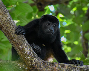 animal, fauna, mamífero, negro, zoo, inhospitalario, naturaleza, cara, árbol, jungla, bosque, bebé, peludo, congas, ocular, araña, bonobo, ruanda, pelaje, verde, retrato, gibón, mono aullador, mono