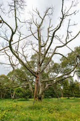 Fototapeta premium Big durian tree from root rot, stem rot, dead leaves, problem of agriculture in garden